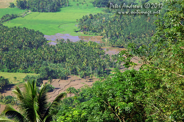 Flooded rice paddies and cocnut trees viewed from the top of a mountain pass on the President Roxas - Arakan Valley Road, Cotabato Province, Mindanao, Philippines. According to Wikipedia: &ldquo;In the Philippines, use of rice paddies can be traced to prehistoric times.&rdquo; Photo copyright Peter Andrews, Outimage Australia.