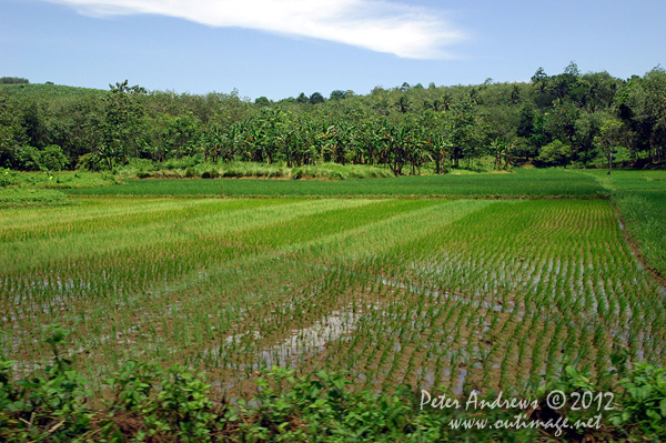Rice paddies near Barangay, Cotabato Province, Mindanao, Philippines. Photo copyright Peter Andrews, Outimage Australia.