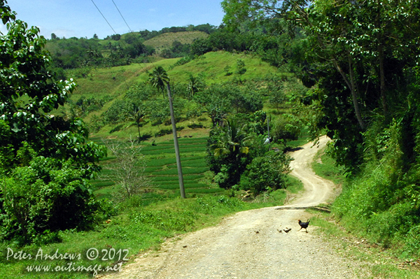 The universal question: &ldquo;Why did the chicken cross the road?&rdquo; Cotabato Province, Mindanao, Philippines. Photo copyright Peter Andrews, Outimage Australia.