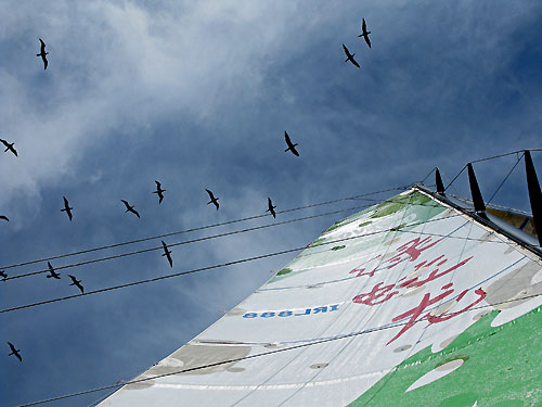 Seabirds soar above Green Dragon, on leg 5 of the Volvo Ocean Race, from Qingdao to Rio de Janeiro. Photo copyright Guo Chuan / Green Dragon Racing / Volvo Ocean Race.