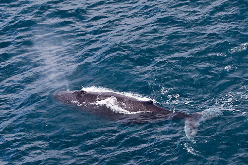 Whales near Tasman Island, during the Rolex Sydney Hobart 2010, Australia. Photo copyright Carlo Borlenghi, Rolex.