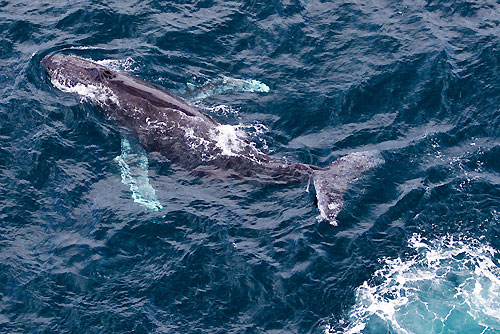 Whales near Tasman Island, during the Rolex Sydney Hobart 2010, Australia. Photo copyright Carlo Borlenghi, Rolex.