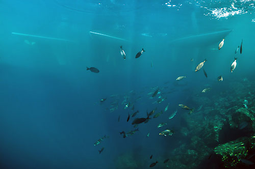 The XXVIIth Primo Cup - Credit Suisse Trophy 2011, Port Hercule, Monaco.  Photo copyright Carlo Borlenghi.